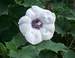 (image for) Datura Seeds 'Blue Eye' (5 Seeds) - Click Image to Close